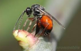 Attēlu rezultāti vaicājumam “Diplolepis rosae”