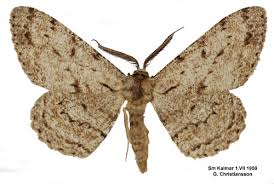 Attēlu rezultāti vaicājumam “Hypomecis roboraria”