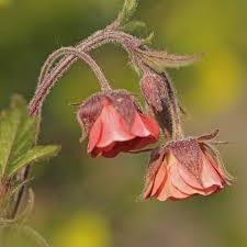 Attēlu rezultāti vaicājumam “Geum rivale bud”