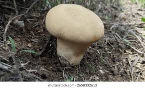 Attēlu rezultāti vaicājumam “Calvatia excipuliformis”