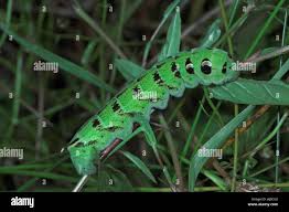 Attēlu rezultāti vaicājumam “Deilephila elpenor larva”