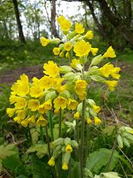 Attēlu rezultāti vaicājumam “Primula veris flower”