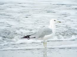 Image result for Wigan Seagulls