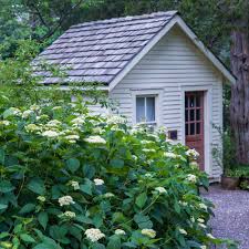 Attēlu rezultāti vaicājumam “Hydrangea arborescens”