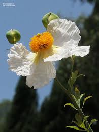 Image result for Romneya coulteri