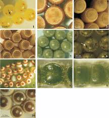 Attēlu rezultāti vaicājumam “Pentatomidae eggs”