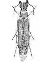 Attēlu rezultāti vaicājumam “Lymexylidae”