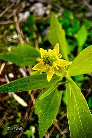 Attēlu rezultāti vaicājumam “Ranunculus sceleratus flower”