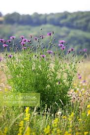 Attēlu rezultāti vaicājumam “Centaurea scabiosa”