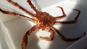 Image result for Lithodes maja