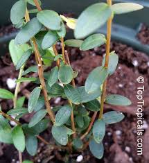 Attēlu rezultāti vaicājumam “Oxycoccus leaf”