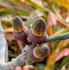 Attēlu rezultāti vaicājumam “Diderma globosum sessile”