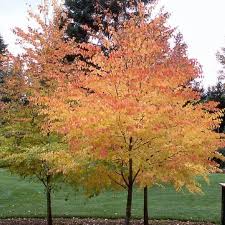 Attēlu rezultāti vaicājumam “Cercidiphyllum japonicum”