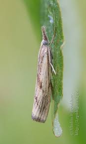 Attēlu rezultāti vaicājumam “Pediasia contaminella”