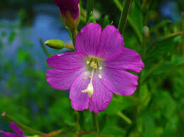 Attēlu rezultāti vaicājumam “Epilobium montanum flower”