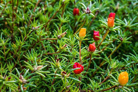 Attēlu rezultāti vaicājumam “Portulacaceae”