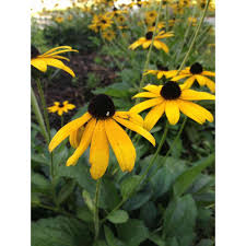 Image result for Rudbeckia fulgida