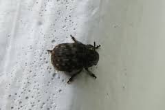 Attēlu rezultāti vaicājumam “Anthribus nebulosus”