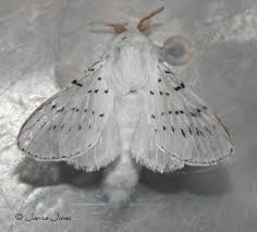 Attēlu rezultāti vaicājumam “Cribraria martinii macro”