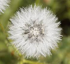 Attēlu rezultāti vaicājumam “Senecio viscosus”