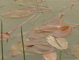 Attēlu rezultāti vaicājumam “Potamogeton natans leaf”