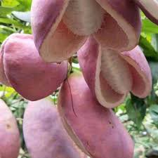 Attēlu rezultāti vaicājumam “Cinna latifolia fruit”