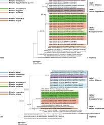 Attēlu rezultāti vaicājumam “Milesina murariae”