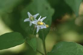 Attēlu rezultāti vaicājumam “Solanum nigrum flower”