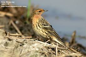 Image result for Anthus cervinus