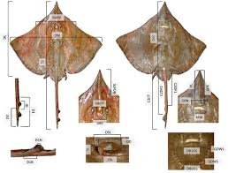 Image result for Dipturus batis