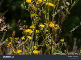 Attēlu rezultāti vaicājumam “Hieracium”