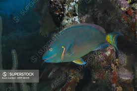 Image result for Sparisoma viride