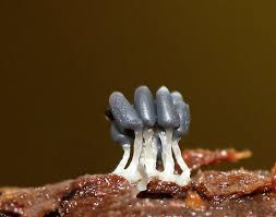 Attēlu rezultāti vaicājumam “Arcyria cinerea”