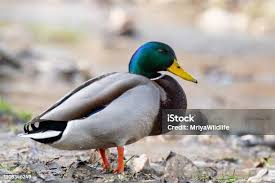 Attēlu rezultāti vaicājumam “Anas platyrhynchos male”