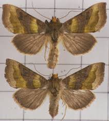 Attēlu rezultāti vaicājumam “Diachrysia tutti”