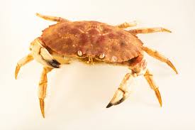 Image result for Cancer borealis