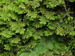 Attēlu rezultāti vaicājumam “Trichocolea tomentella sporophyte”