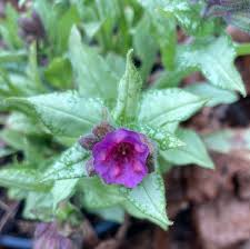 Attēlu rezultāti vaicājumam “Pulmonaria angustifolia flower”