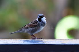 Attēlu rezultāti vaicājumam “Passer domesticus male”