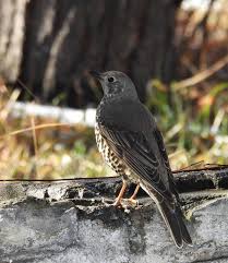 Attēlu rezultāti vaicājumam “Turdus viscivorus”