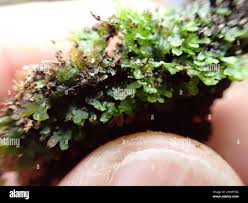 Attēlu rezultāti vaicājumam “Riccardia latifrons”