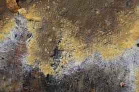 Attēlu rezultāti vaicājumam “Coniophora puteana”