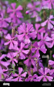 Image result for Silene schafta