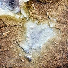 Attēlu rezultāti vaicājumam “Coniophora puteana”