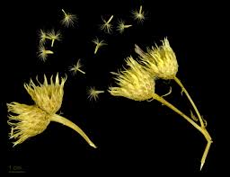 Attēlu rezultāti vaicājumam “Serratula tinctoria flower”