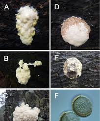 Attēlu rezultāti vaicājumam “Lycogala irregulare young”