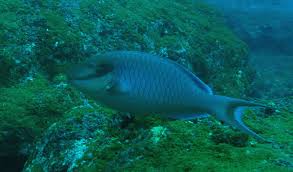 Image result for Sparisoma amplum