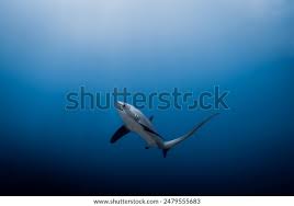 Image result for Alopias pelagicus