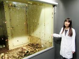 Image result for ゴキブリ報告所