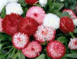 Image result for Bellis perennis